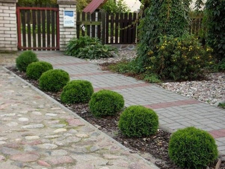 Tuja západná DANICA 20-30 cm, kont. p9