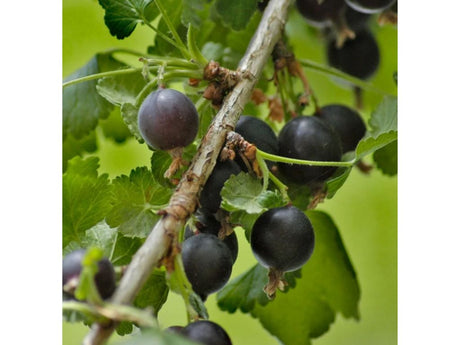 Drobné ovocie Josta kríková JOGUSTO(1)