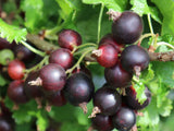Drobné ovocie Josta kríková JOGUSTO(3)