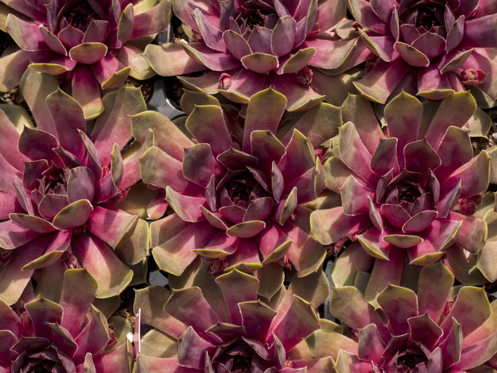 pinkpomelo5
