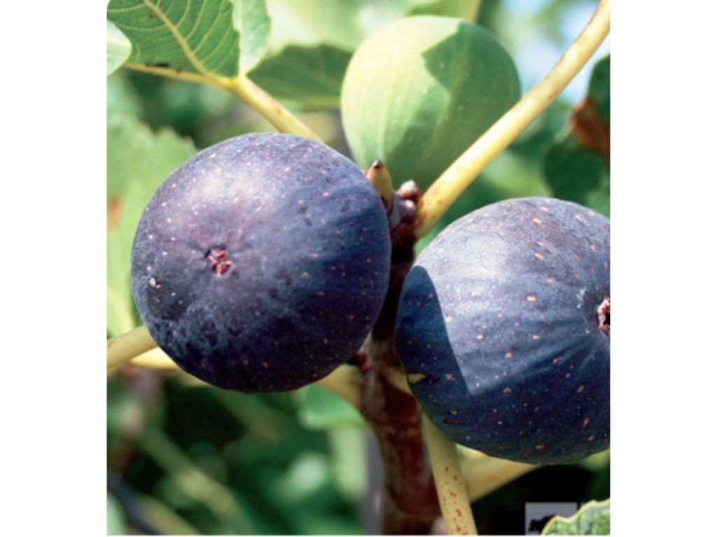 Drobné ovocie Figovník Black Mission 120 140 cm(3)