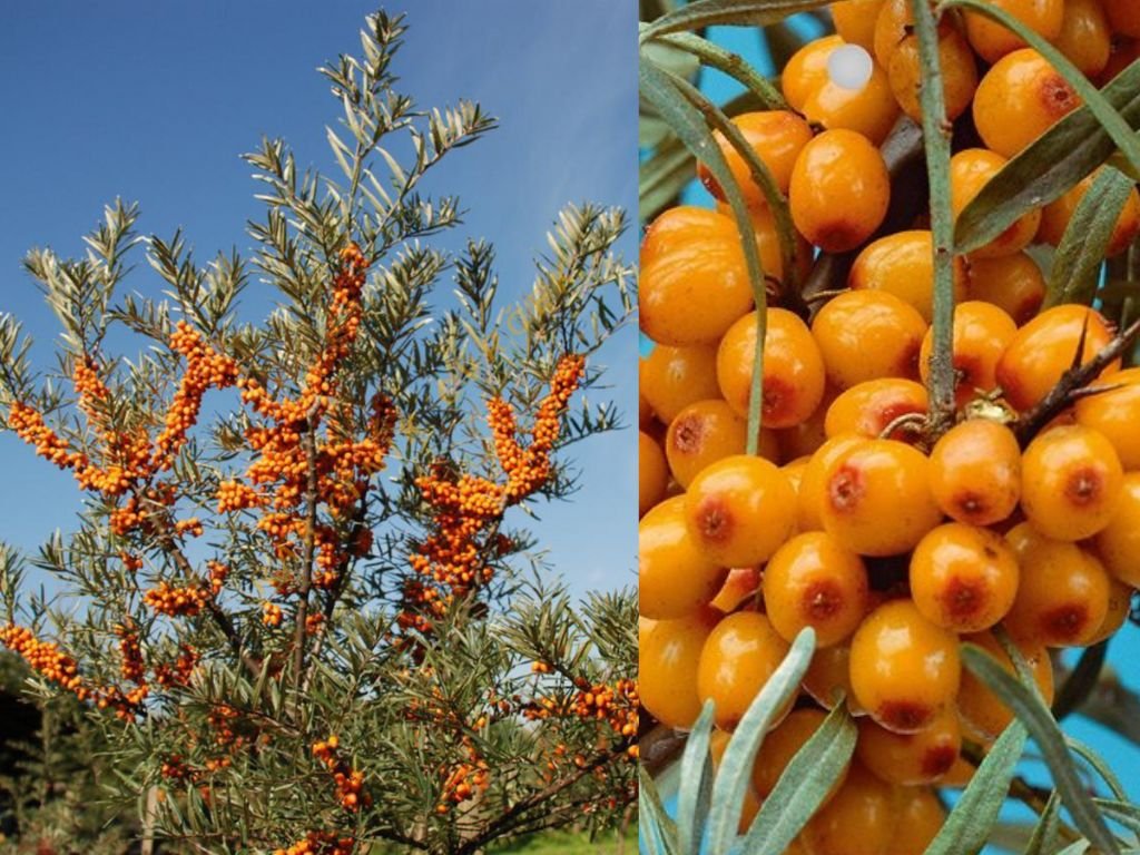 Rakytník řešetlákový Friesdorfer Orange, samosprašný, výška 60–80 cm, květináč 2 l