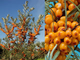 Rakytník řešetlákový Friesdorfer Orange, samosprašný, výška 60–80 cm, květináč 2 l