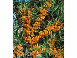Rakytník řešetlákový Friesdorfer Orange, samosprašný, výška 60–80 cm, květináč 2 l