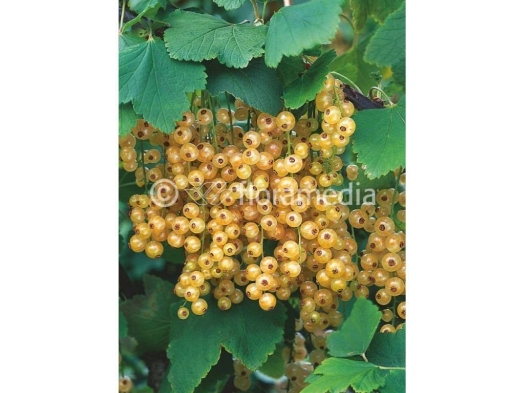 Rybíz keřový Blanka, výška 30–50 cm, květináč 2 l