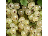 Rybíz keřový Blanka, výška 30–50 cm, květináč 2 l