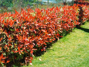 Okrasné kry Červienka fraserová Little Red Robin cca 20 cm(1)