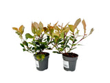 Okrasné kry Červienka fraserová Little Red Robin cca 20 cm(6)