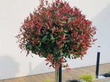 Dreviny na kmienku Červienka fraserová Carre Rouge na cca 60 cm kmienku(1)