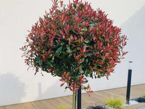 Dreviny na kmienku Červienka fraserová Carre Rouge na cca 60 cm kmienku(1)