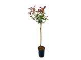 Dreviny na kmienku Červienka fraserová Carre Rouge na cca 60 cm kmienku(3)