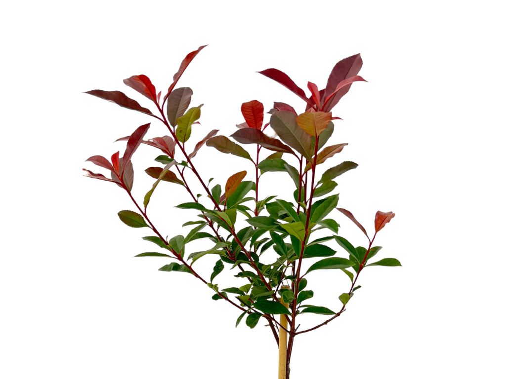 Dreviny na kmienku Červienka fraserová Carre Rouge na cca 60 cm kmienku(5)