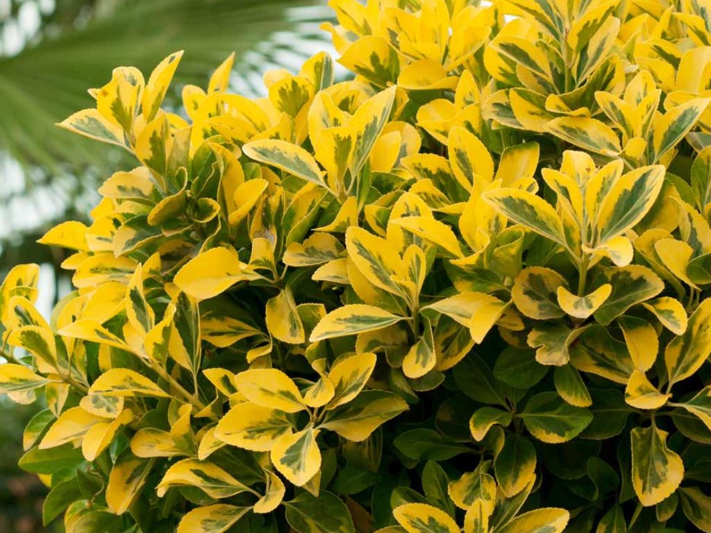 Živý plot Vtáčí zob vajcovitolistý Aureum 30-50 cm(3)