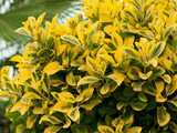 Živý plot Vtáčí zob vajcovitolistý Aureum 30-50 cm(3)