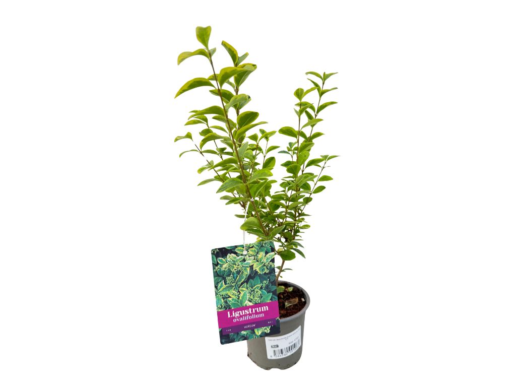 Živý plot Vtáčí zob vajcovitolistý Aureum 30-50 cm(6)