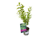 Živý plot Vtáčí zob vajcovitolistý Aureum 30-50 cm(6)