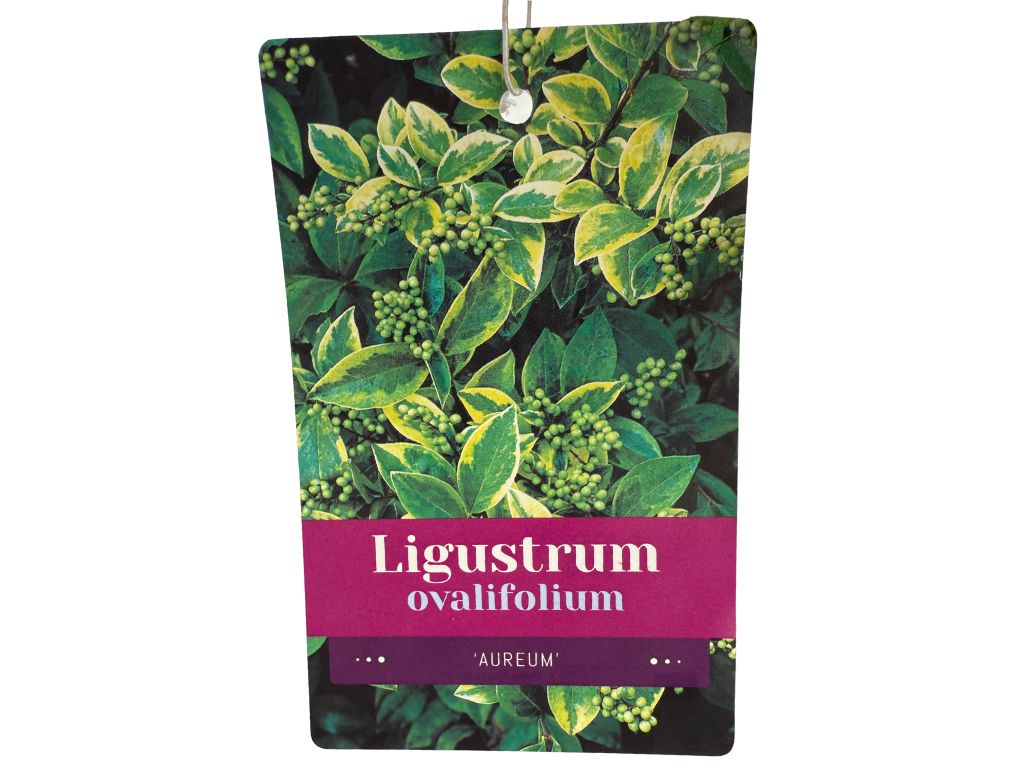 Živý plot Vtáčí zob vajcovitolistý Aureum 30-50 cm(7)
