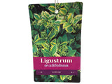 Živý plot Vtáčí zob vajcovitolistý Aureum 30-50 cm(7)