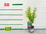 Živý plot Vtáčí zob vajcovitolistý Aureum 30-50 cm(1)