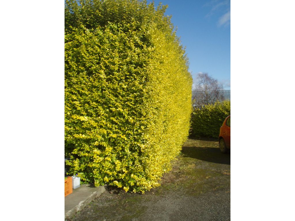 Živý plot Vtáčí zob vajcovitolistý Aureum 30-50 cm(5)