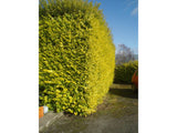 Živý plot Vtáčí zob vajcovitolistý Aureum 30-50 cm(5)