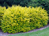 Živý plot Vtáčí zob vajcovitolistý Aureum 30-50 cm(2)