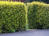 Živý plot Vtáčí zob vajcovitolistý Aureum 30-50 cm(4)