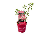 Okrasné kry Hortenzia metlinatá Groundbreaker Ruby(4)
