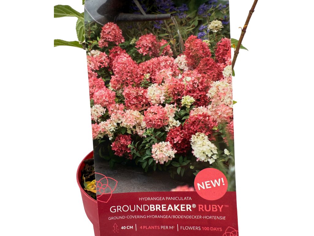 Okrasné kry Hortenzia metlinatá Groundbreaker Ruby(5)