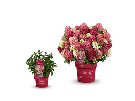 Okrasné kry Hortenzia metlinatá Groundbreaker Ruby(1)