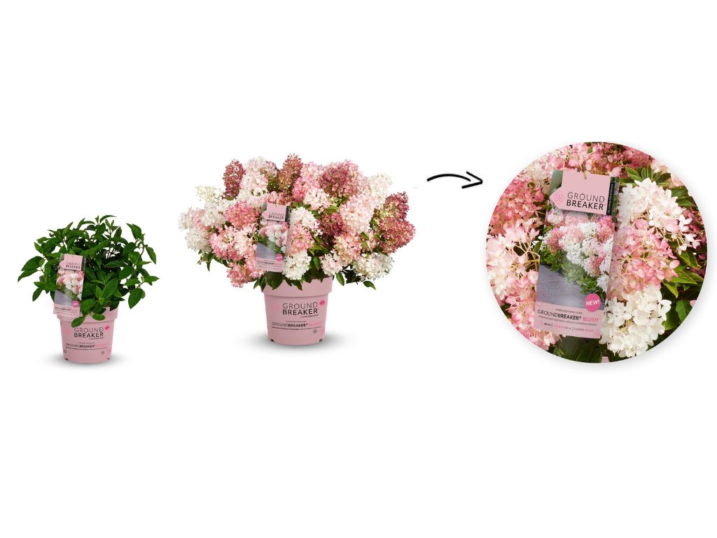 Okrasné kry Hortenzia metlinatá Groundbreaker Blush(2)