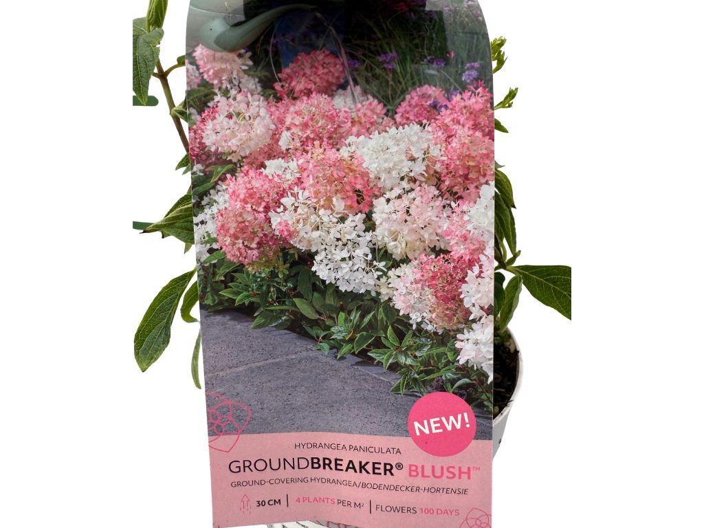 Okrasné kry Hortenzia metlinatá Groundbreaker Blush(5)