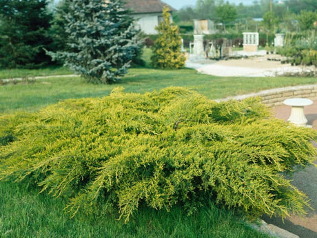 Okrasné kry Borievka Old Gold(1)