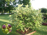 okrasne dreviny ducplant(613)