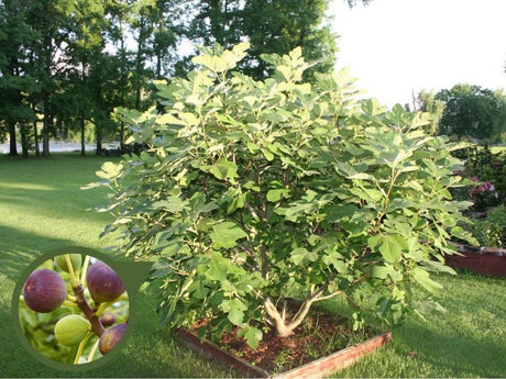 okrasne dreviny ducplant(613)