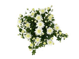 Jesenné kvety Chryzantéma Garden Mum White(1)