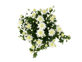 Jesenné kvety Chryzantéma Garden Mum White(1)