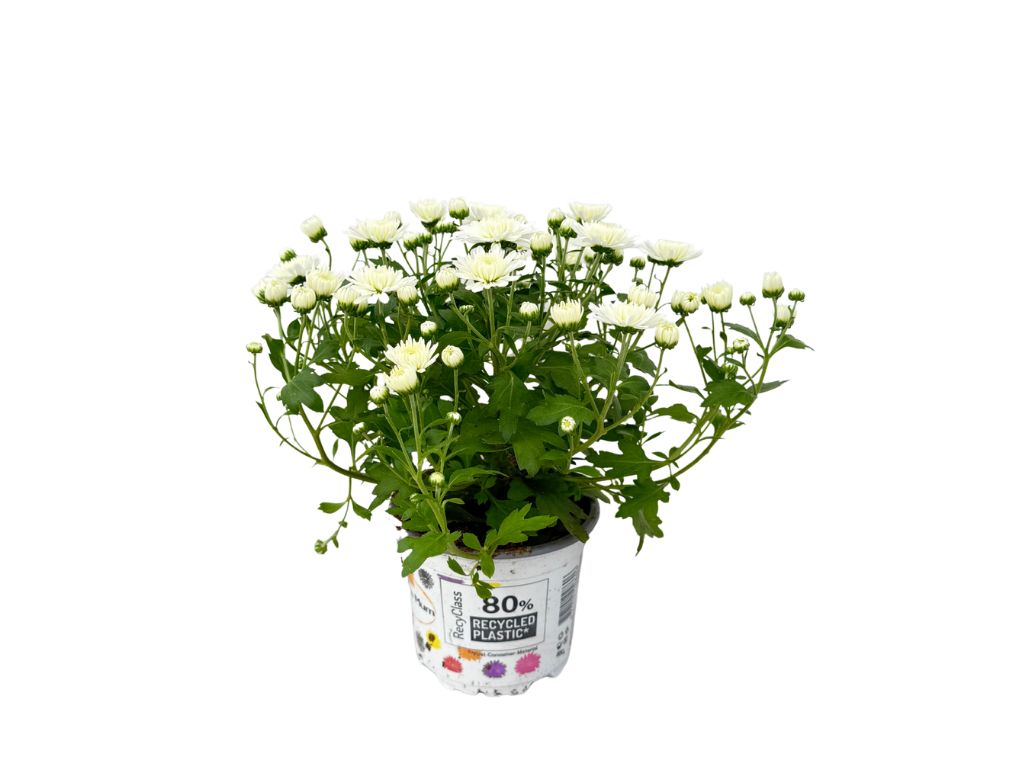 Jesenné kvety Chryzantéma Garden Mum White(4)