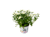 Jesenné kvety Chryzantéma Garden Mum White(4)