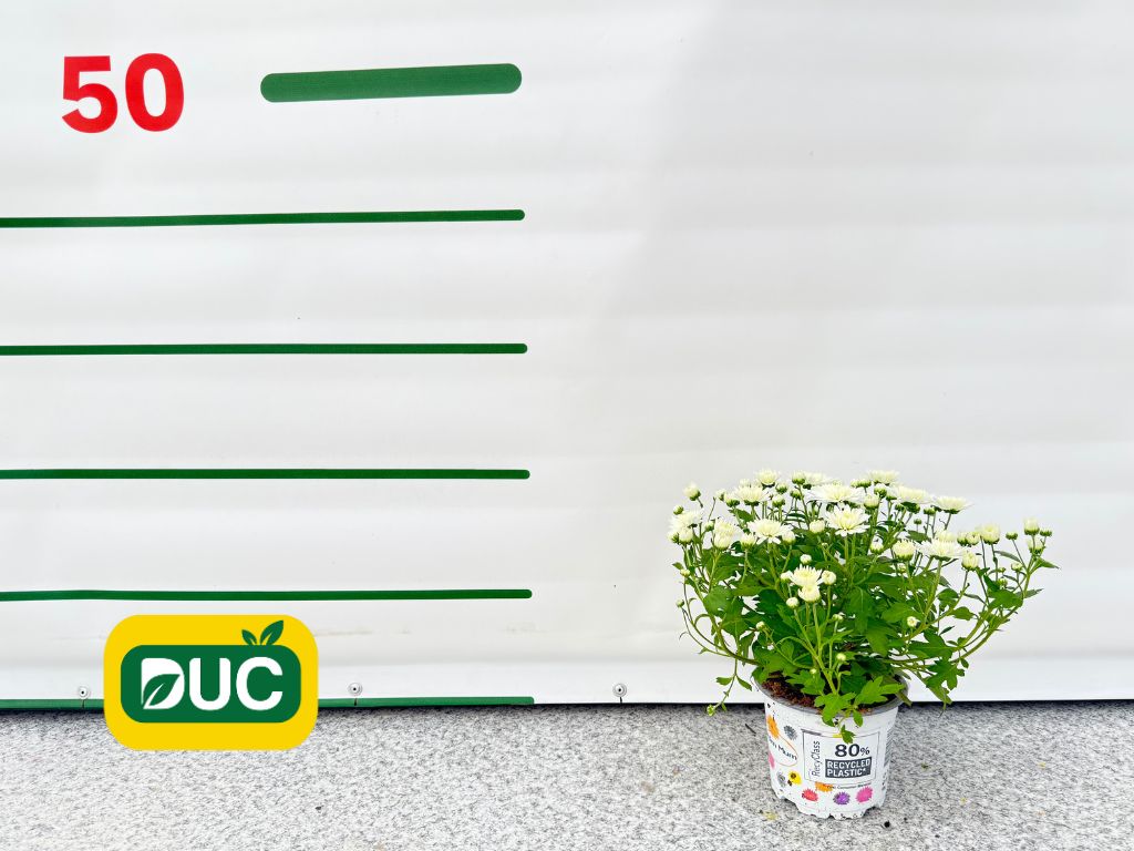 Jesenné kvety Chryzantéma Garden Mum White(2)