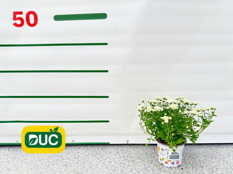 Jesenné kvety Chryzantéma Garden Mum White(2)