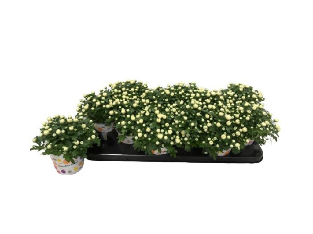 Jesenné kvety Chryzantéma Garden Mum White(3)