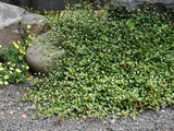 Trvalky Muhlenbeckia(5)