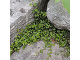 Trvalky Muhlenbeckia(6)