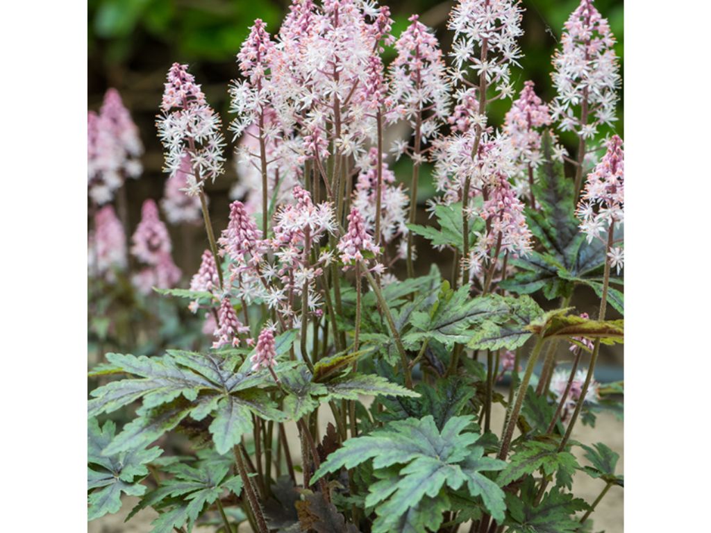 Trvalky ducplant(54)