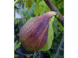 drobné ovocie ducplant(110)