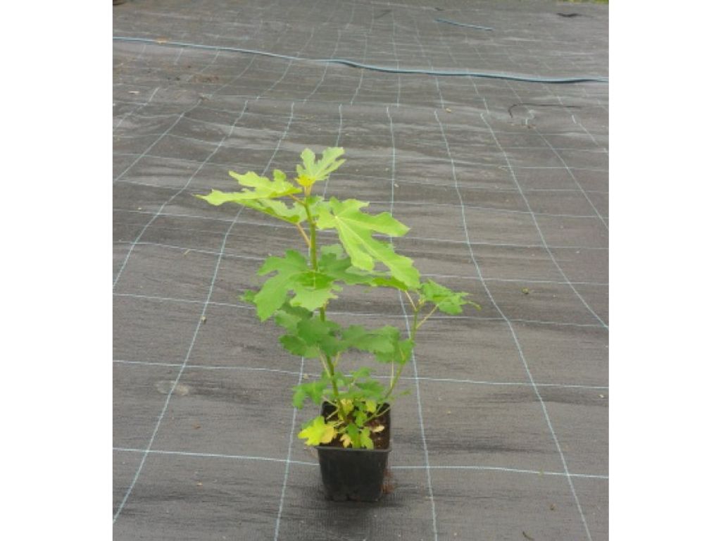 drobné ovocie ducplant(109)