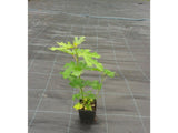 drobné ovocie ducplant(109)
