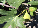 drobné ovocie ducplant(108)
