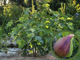 drobné ovocie ducplant(107)